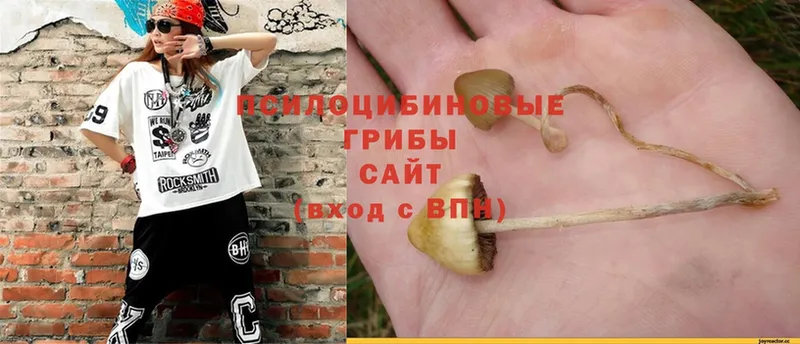 Псилоцибиновые грибы MAGIC MUSHROOMS  кракен   Елизово 